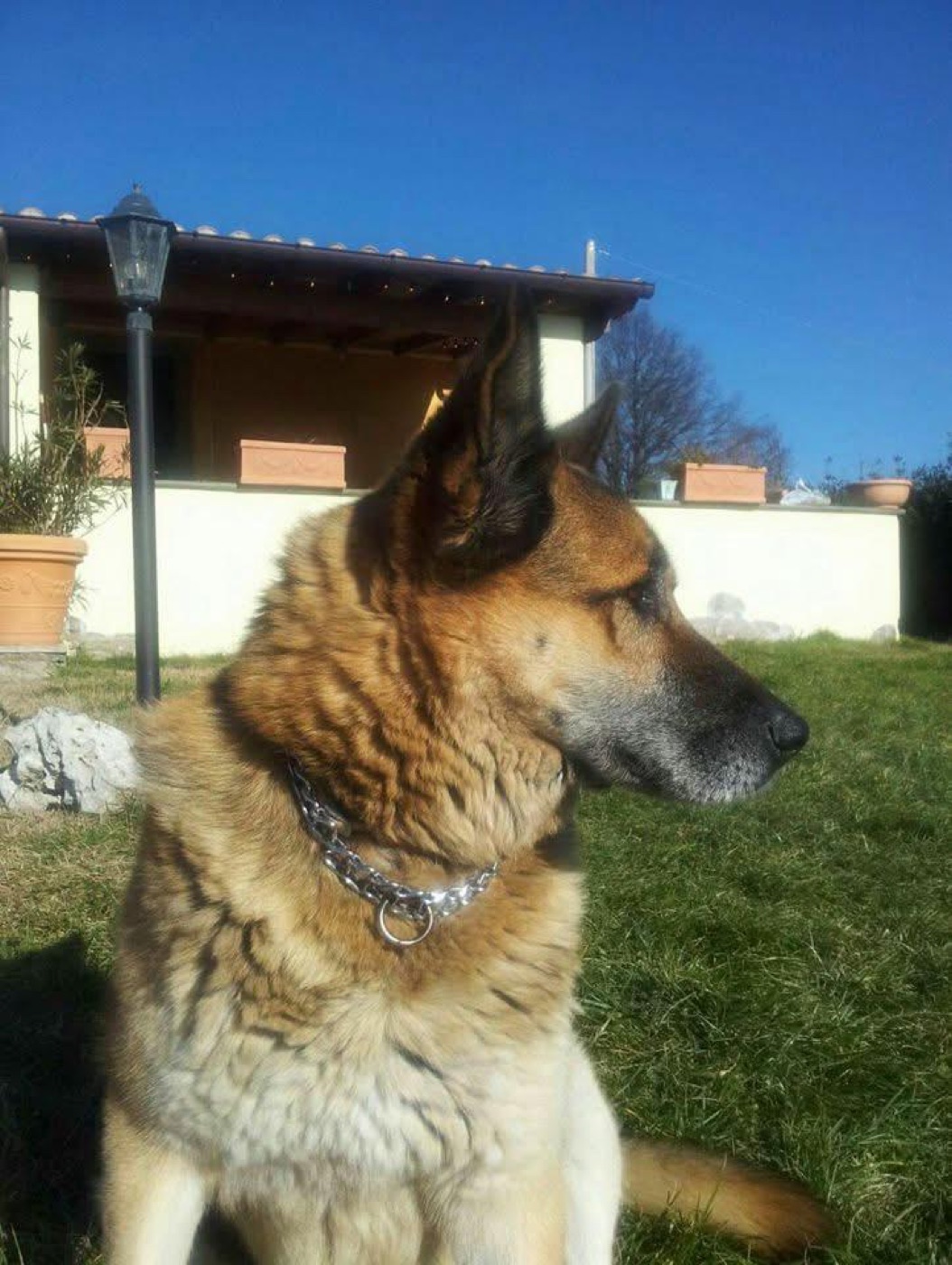 Billo, pastore tedesco, in giardino