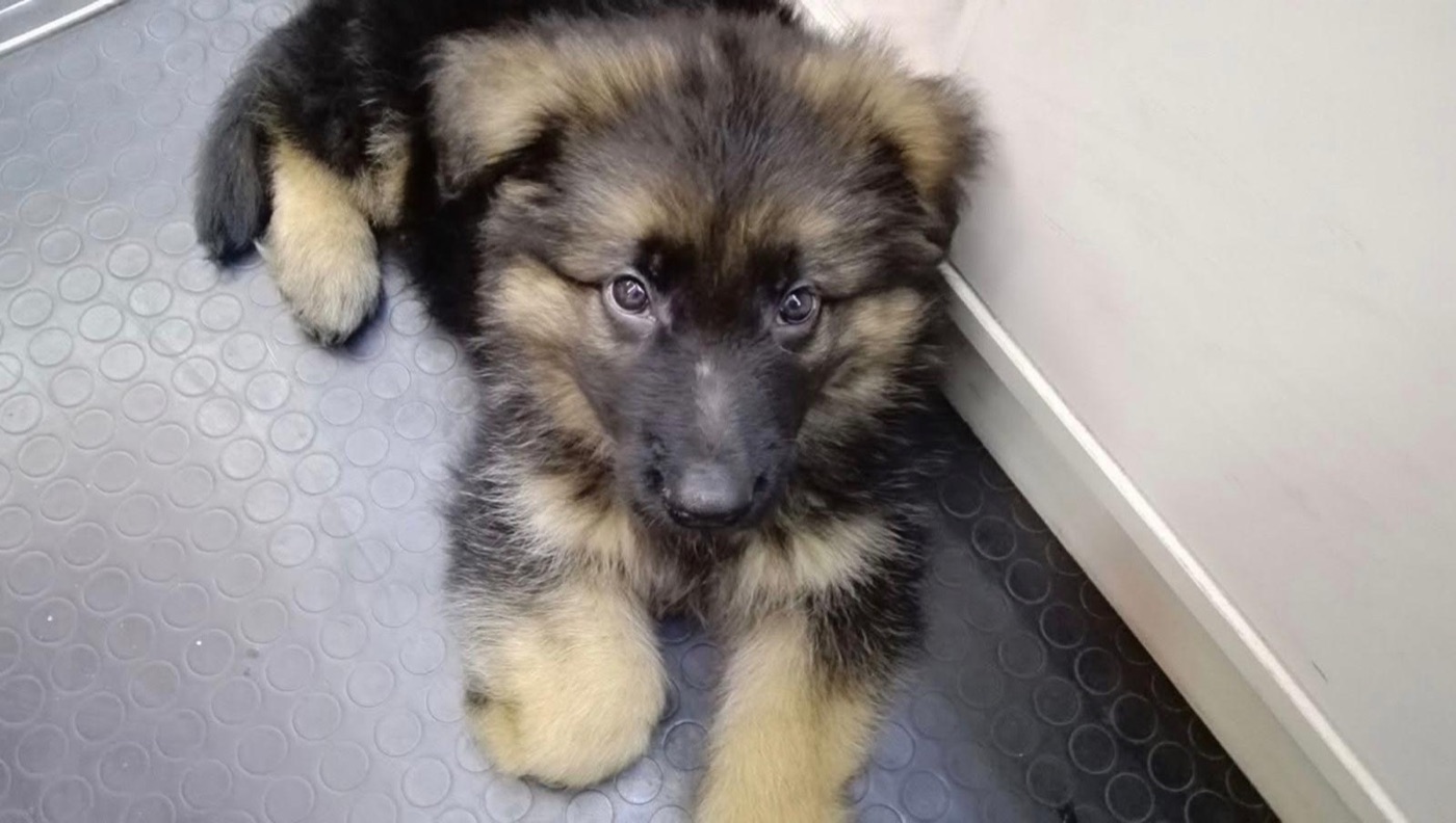 Darko cucciolo a due mesi