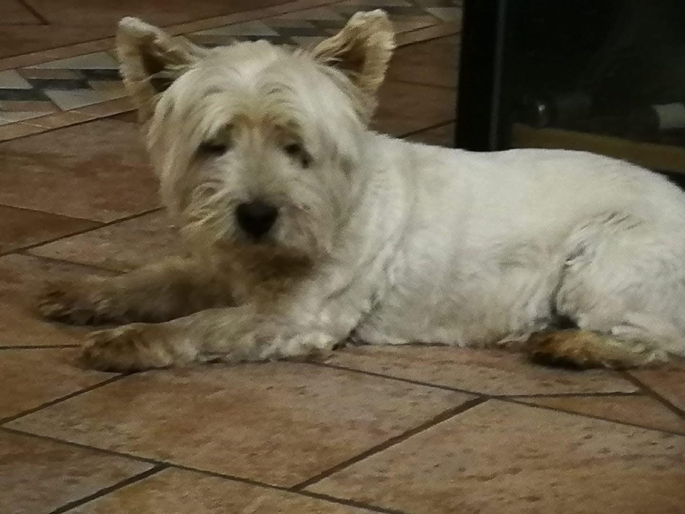 Jack, West Highland terrier